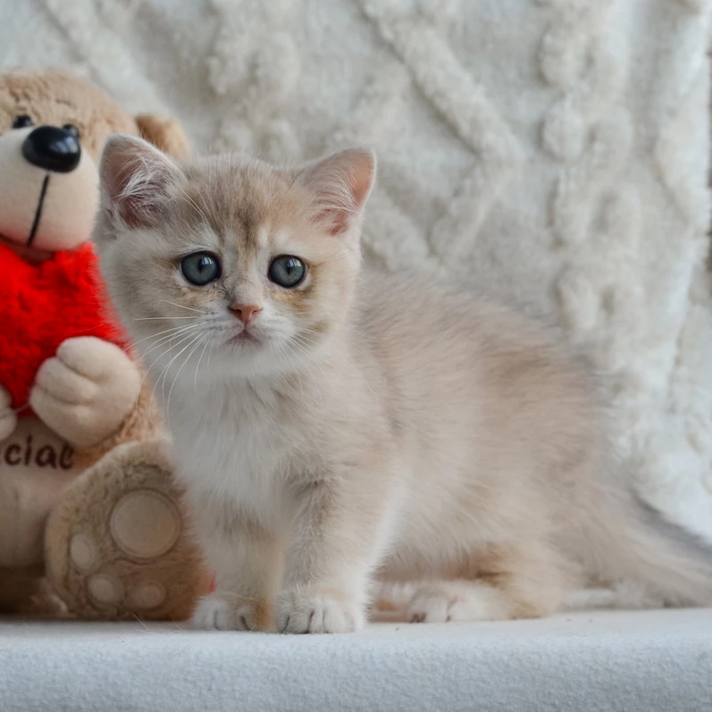 british shorthair